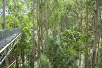 Treetop Walk