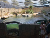 Pinguinbassin im National Aquarium