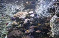 &quot;Ausschnitt&quot; aus dem Great Barrier Reef