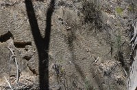 fossile Wellenrippeln; ca. 500/550 Mio Jahre alt