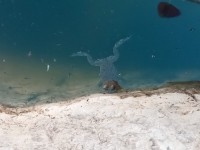 Ob wohl der Frosch lecker  wäre ?
