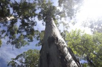 Karritree im Shannon Nat.park