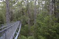 Tree Top Walk