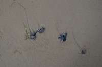 Portugisische Galeere