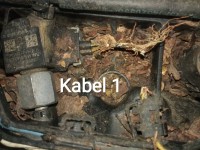 Kabel 1 durchgebissen