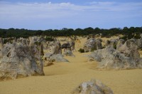 Nicht der Storch im Salat sondern der Emu in den Pinacles