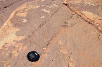 Fußspur eines Seeskorpions