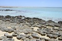 Stromatholithen im Hamelin Pool