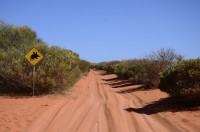 Achtung...Bilbis kreuzen den Track...