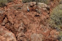 fossile Stromatolithen