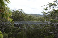 Tree Top Walk