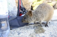 Quokka