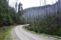 .... State Forest vor 7 Jahren abgebrannt