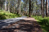 schöne Straße auf dem Weg zum Baw Baw NP