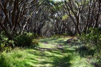 Wanderweg auf dem Mt. Baw Baw