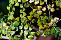 Nothofage - Südbuche