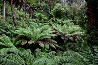 Regenwald im Melba Gully