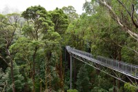 Treetopwalk im Ottway NP