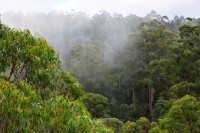 Treetopwalk im Ottway NP