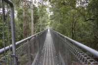 Beginn des Treetopwalks