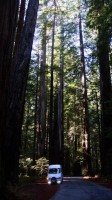 Redwoods.jpg (51.41 KiB) 5927 mal betrachtet Sprinter in den Redwoods Kalifornien
