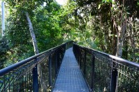 Treetop Walk