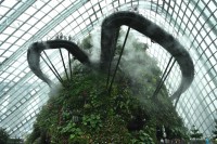 Cloud Forest